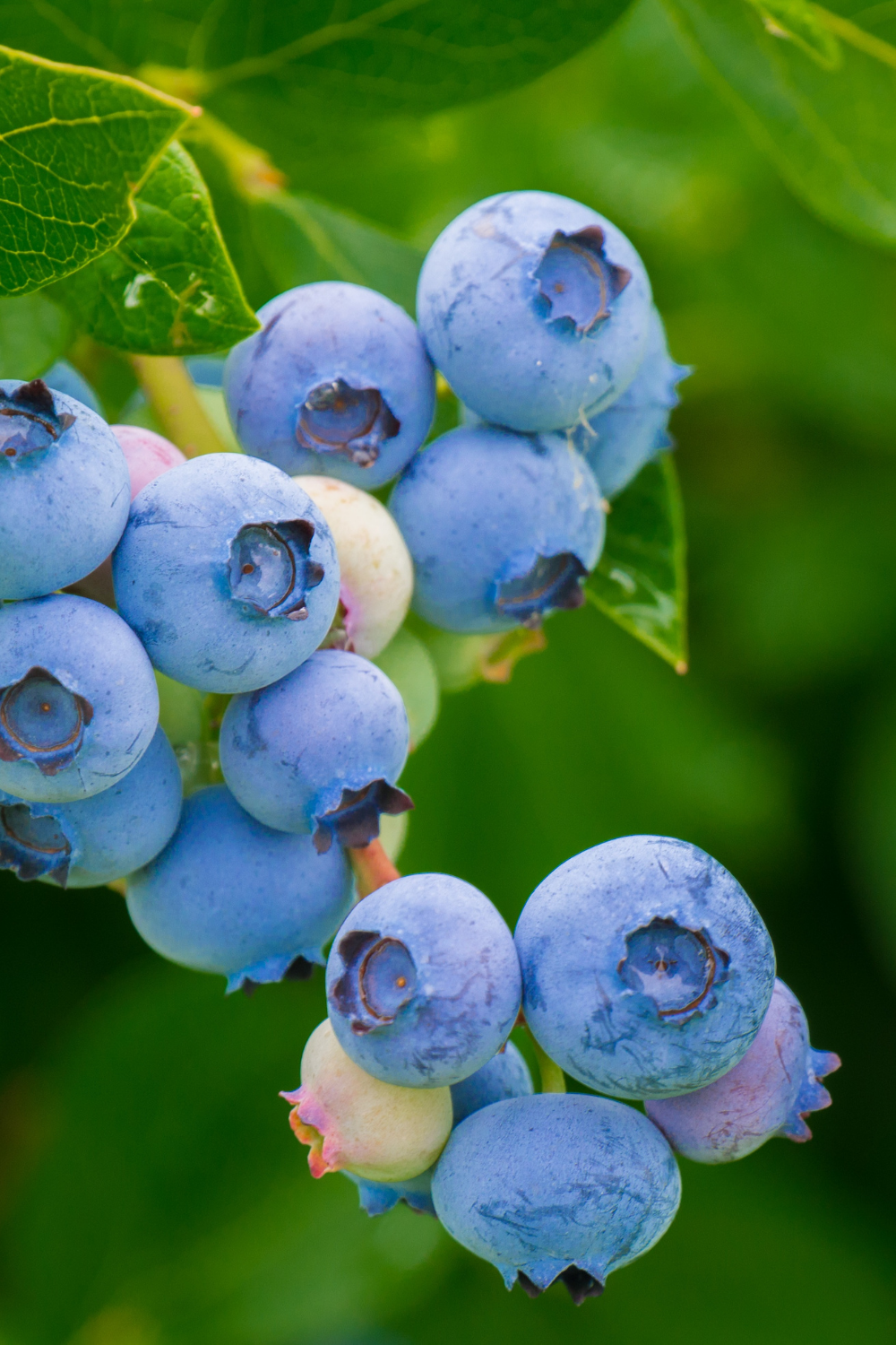 Blueberry Picking Time in the Ozarks