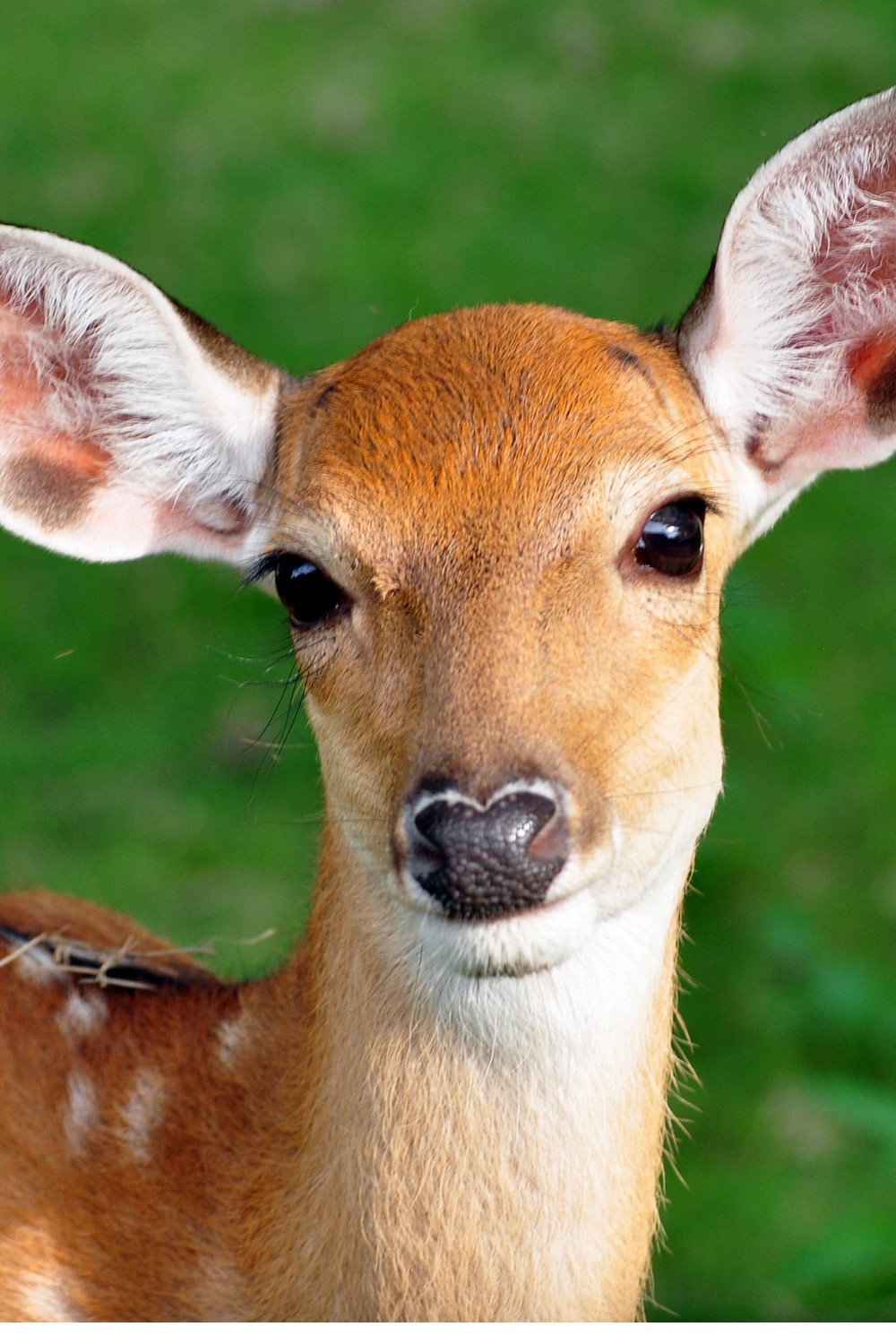 Deer Resistant Gardening