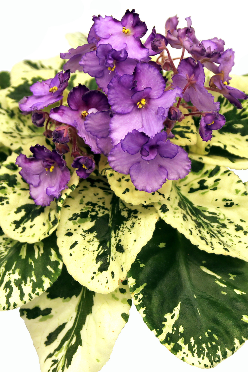 Growing African Violets at Home, the Basics