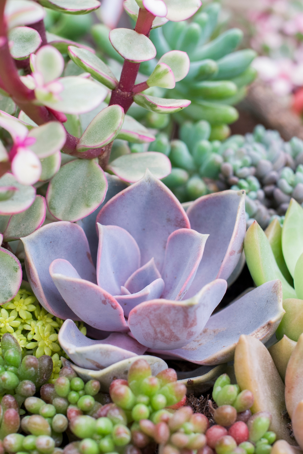 Succulents, Easy Houseplants