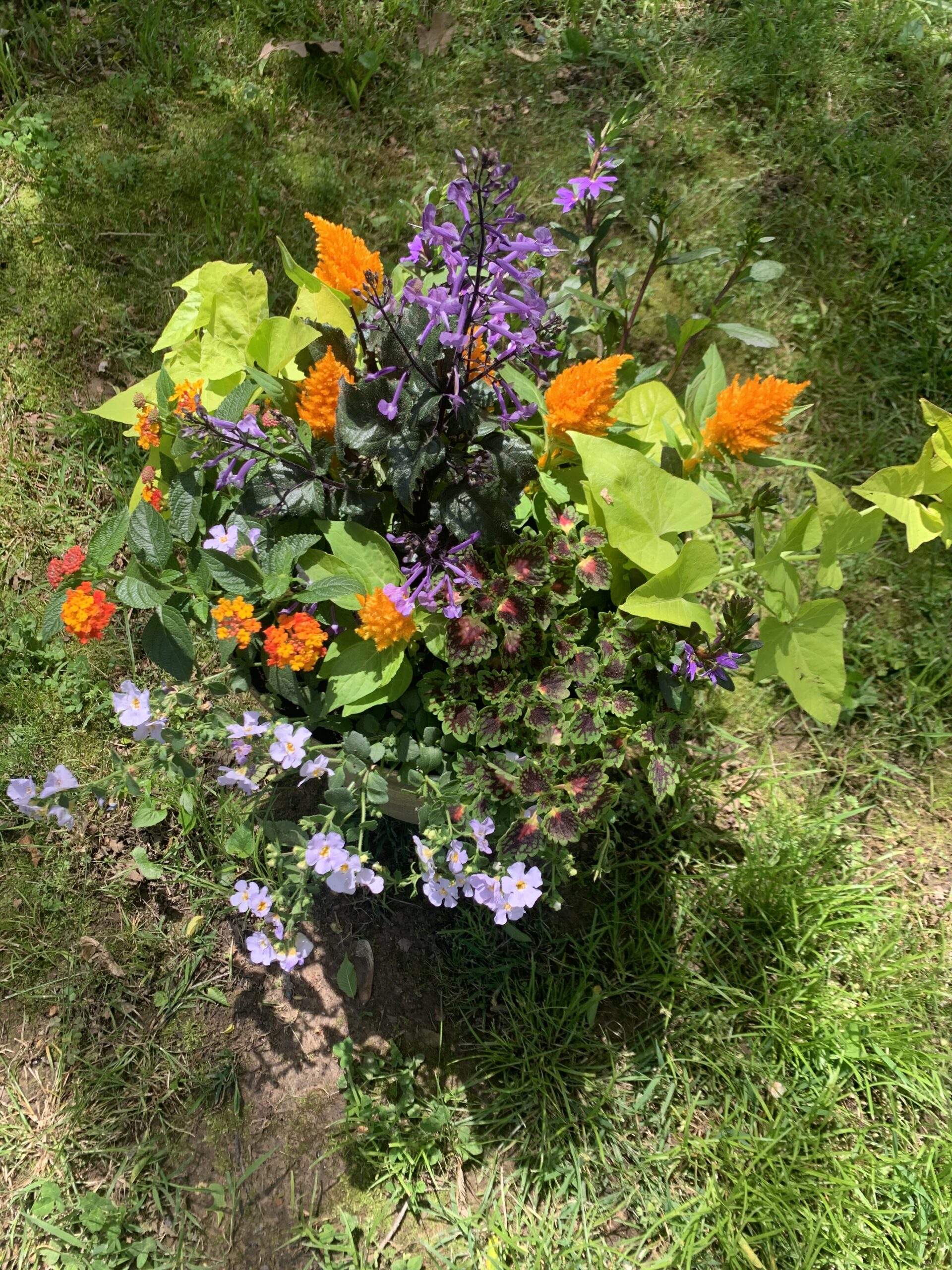 Making a Patio Pot of Blooming Plants