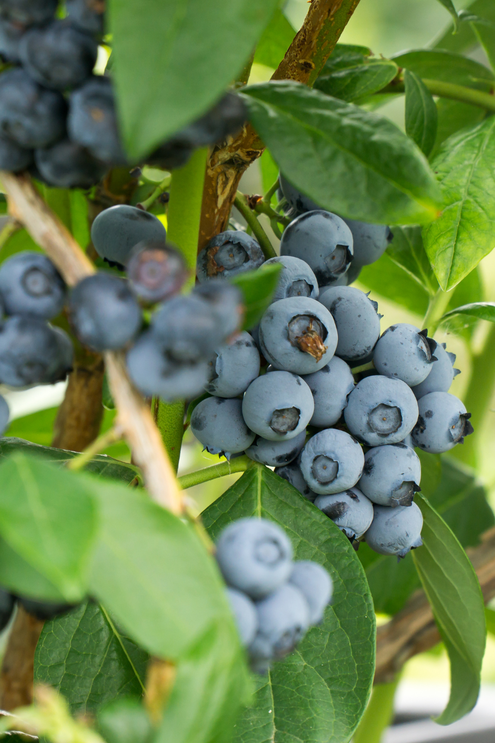 Growing Blueberries at Home