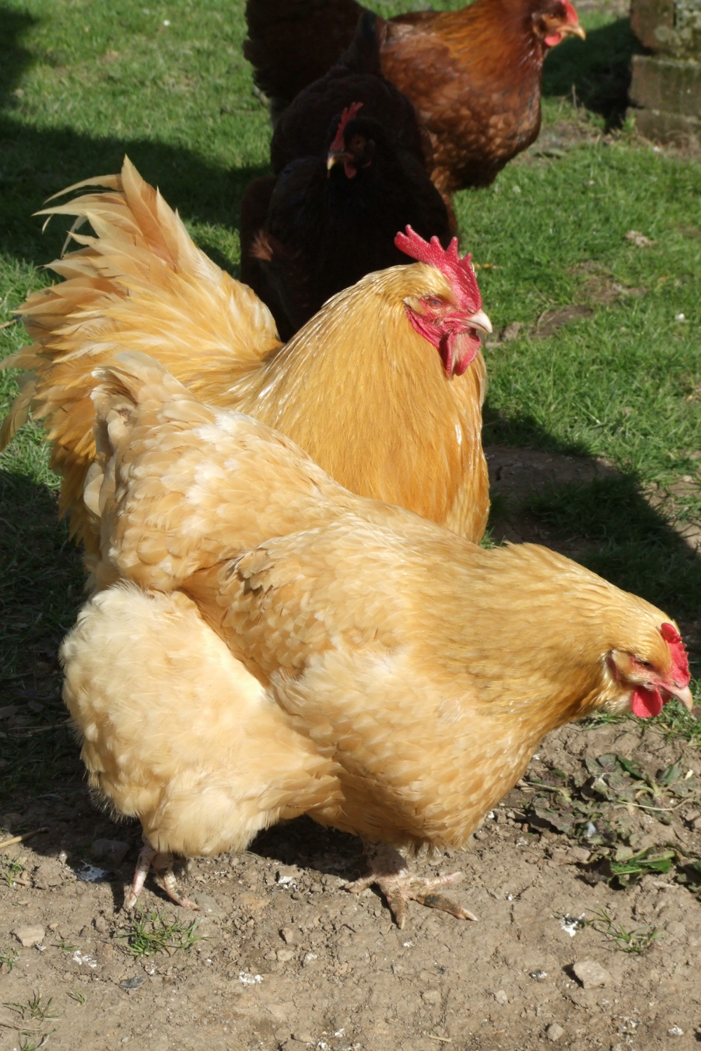 Gardening with Chickens