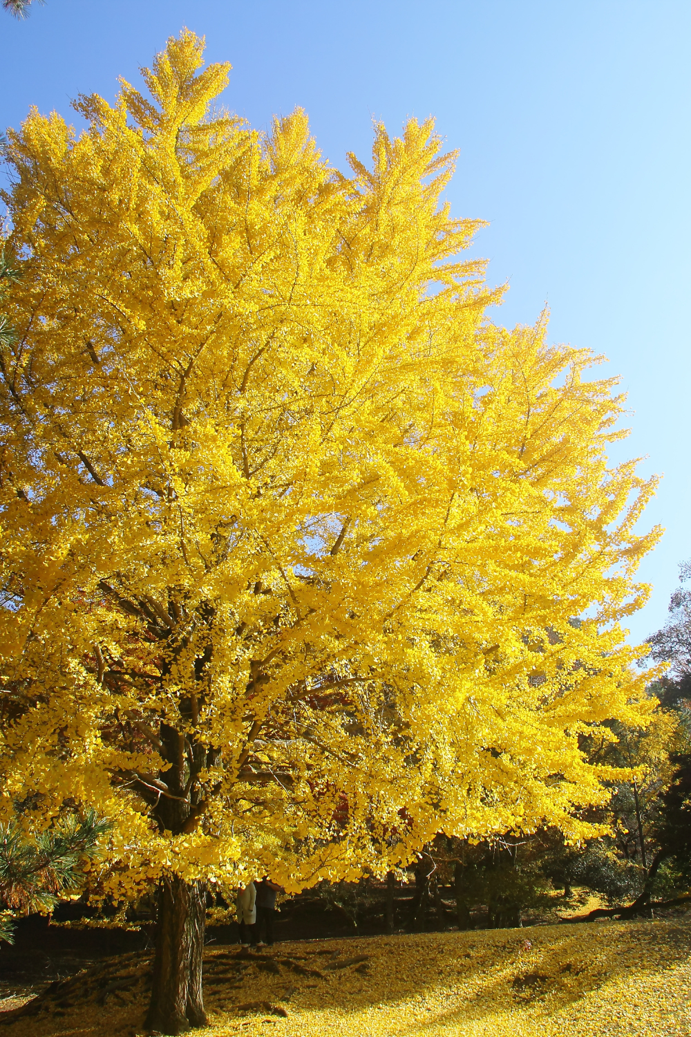 FALL: A Respite from the Heat of Summer